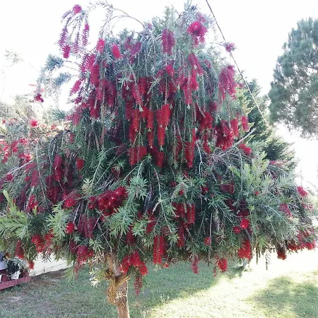 Royal Garden - Red